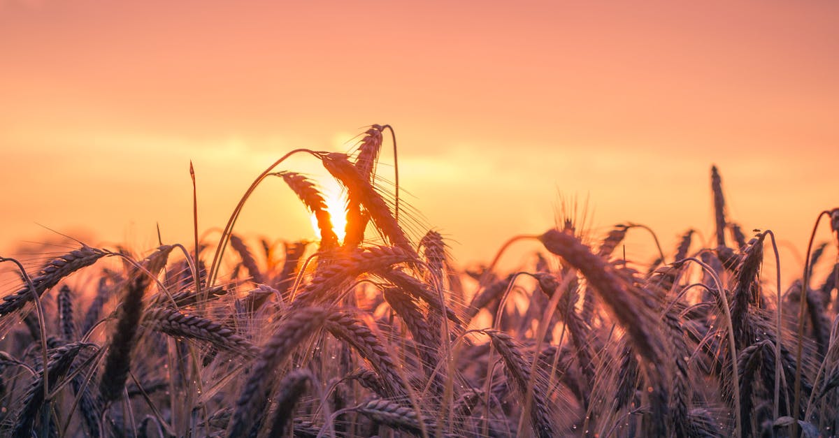 descubra os diferentes métodos de colheita e seus impactos na agricultura sustentável. aprenda como otimizar a produção enquanto preserva o meio ambiente com técnicas inovadoras.