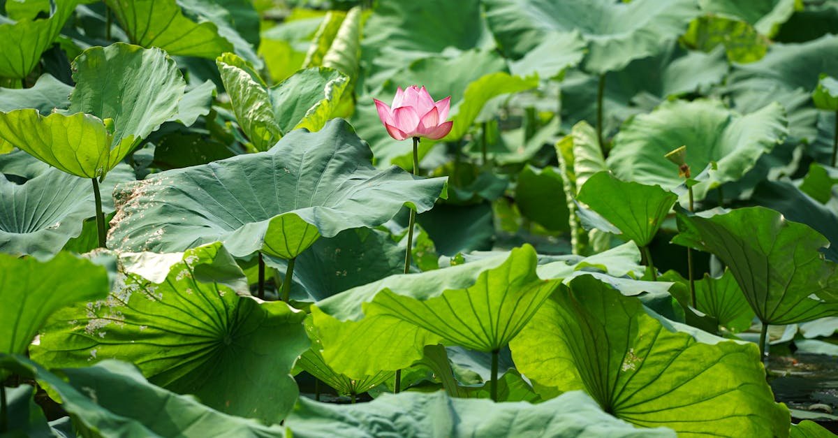 découvrez le phénomène de la 'cocaïne rose', une substance controversée qui fait parler d'elle dans les milieux festifs. informez-vous sur ses effets, ses risques et son impact dans la culture moderne. restez vigilant et faites des choix éclairés.